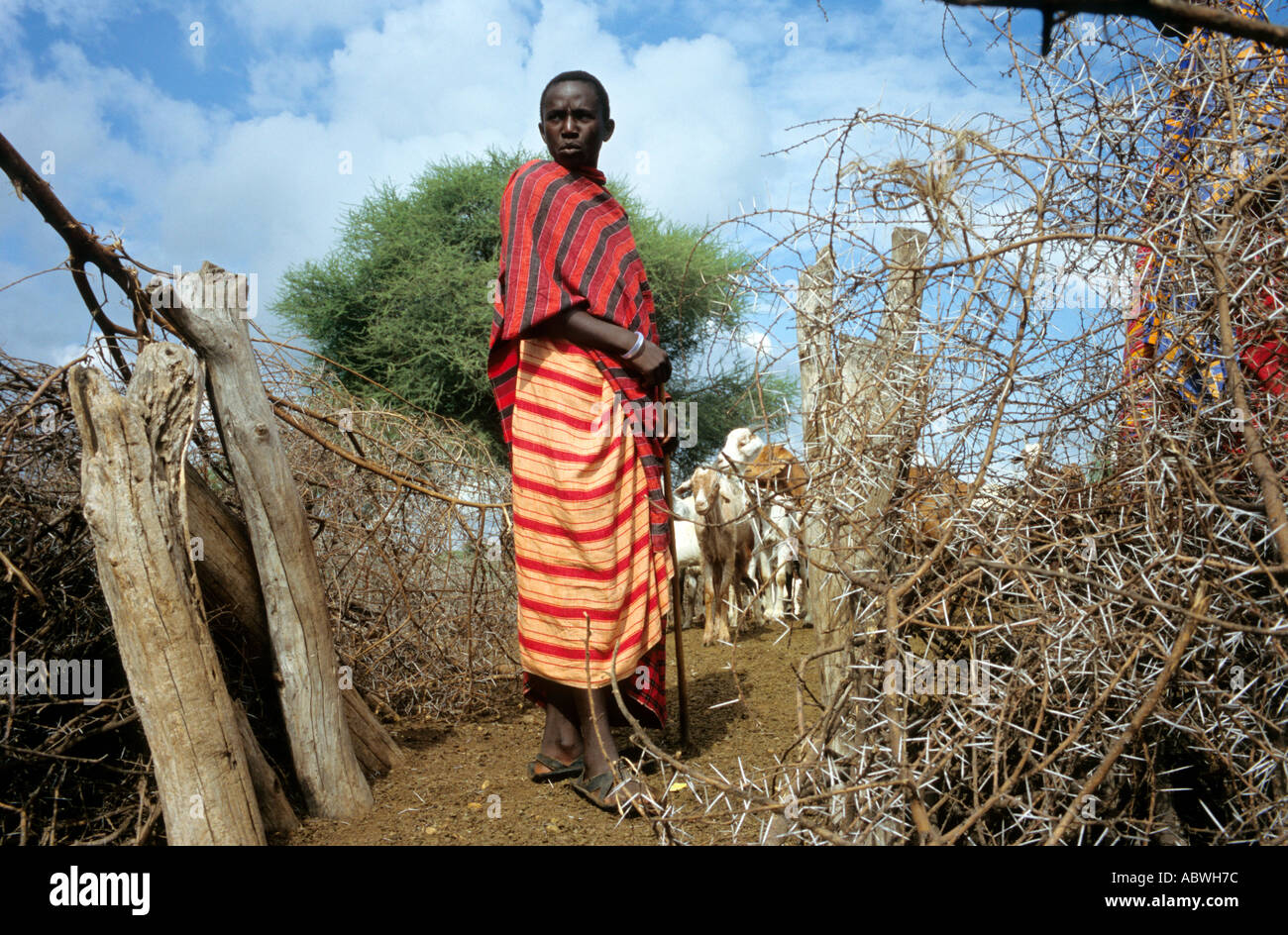 Maasai man prepares to take his livestock to the pastures from their overnight corral Shambarai Tanzania Stock Photo