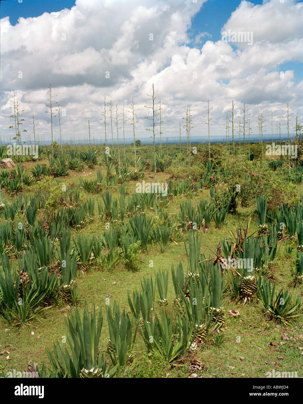 Sisal plantation Usa River Arusha Tanzania Stock Photo 4234963 Alamy