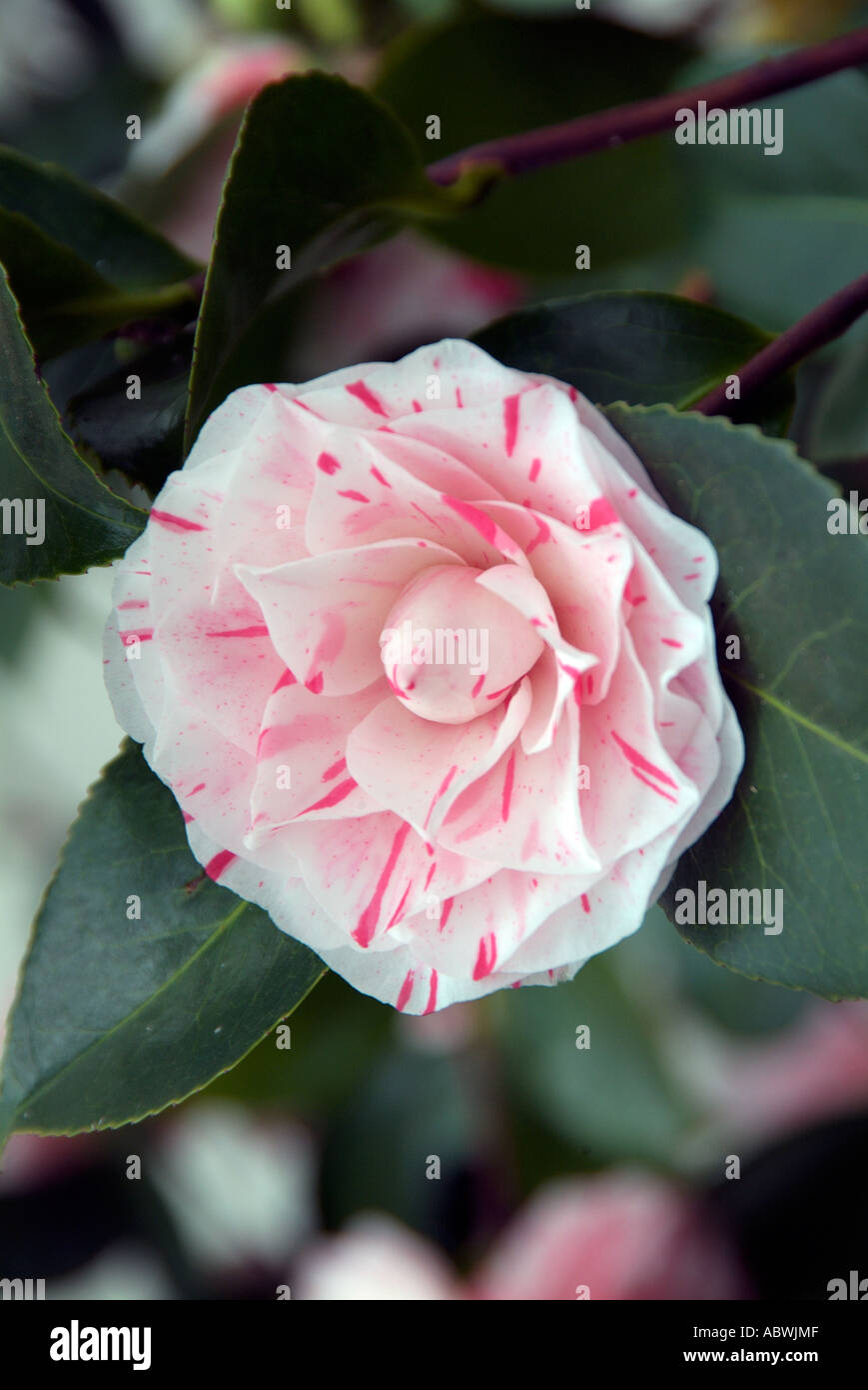 camellia contessa lavinia maggi 1862 White pink rare unusual japonica spring early first close up atmospheric moody classic Stock Photo