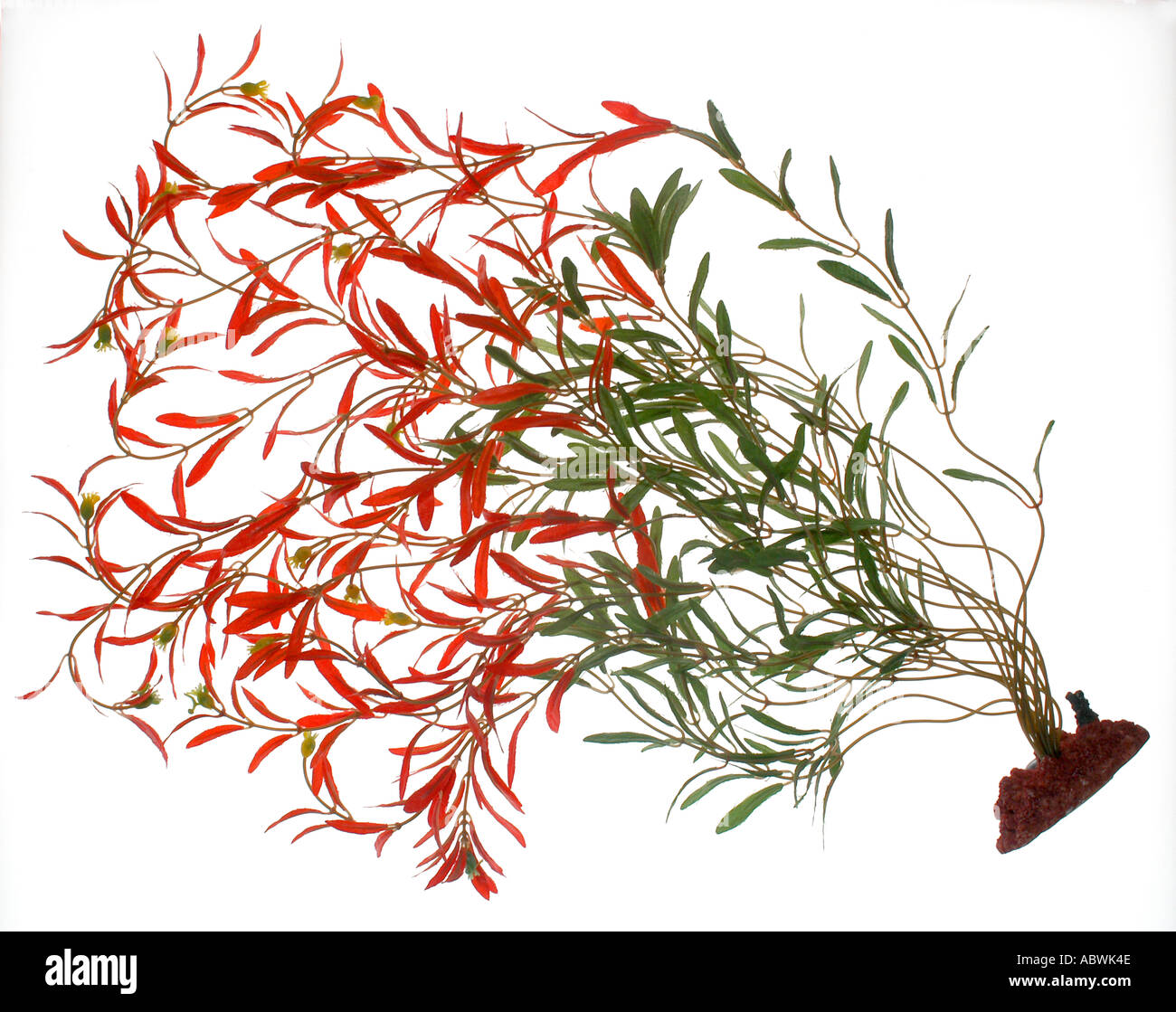 Eco friendly silk plant used as aquarium decor Stock Photo Alamy