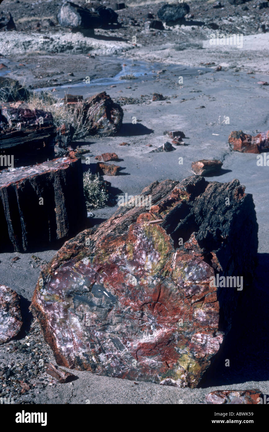 Coloured quartz crystals in petrified log Stock Photo