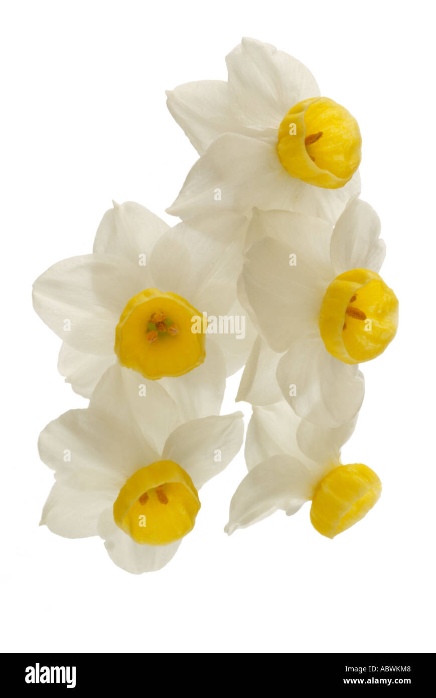 White narcissi daffodil white cream group petal flower close up landscape scenic iconic travel atmospheric moody classic Stock Photo