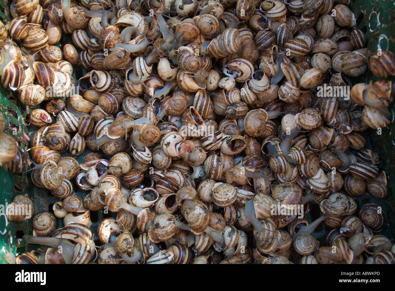 Edible fresh live snail shell mollusc escargot wild local l’escargot