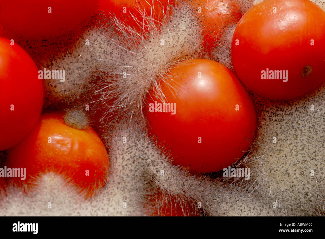 Pin mould growing on tomatoes Stock Photo - Alamy