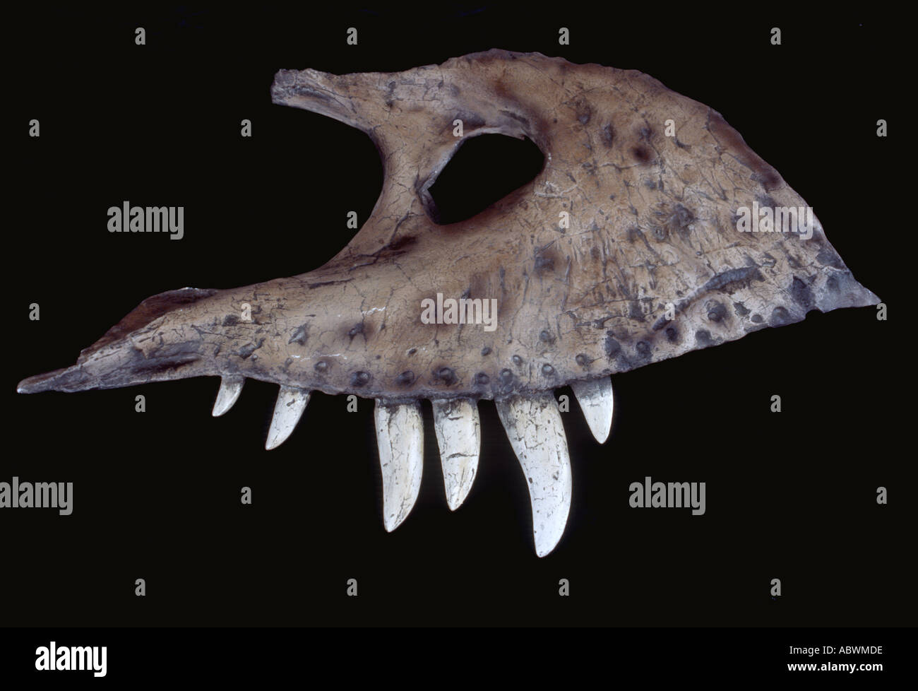 Tyrannosaurus rex upper jaw Stock Photo