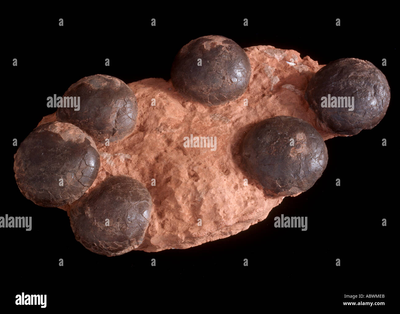 Dinosaur nest with 6 eggs from China Stock Photo