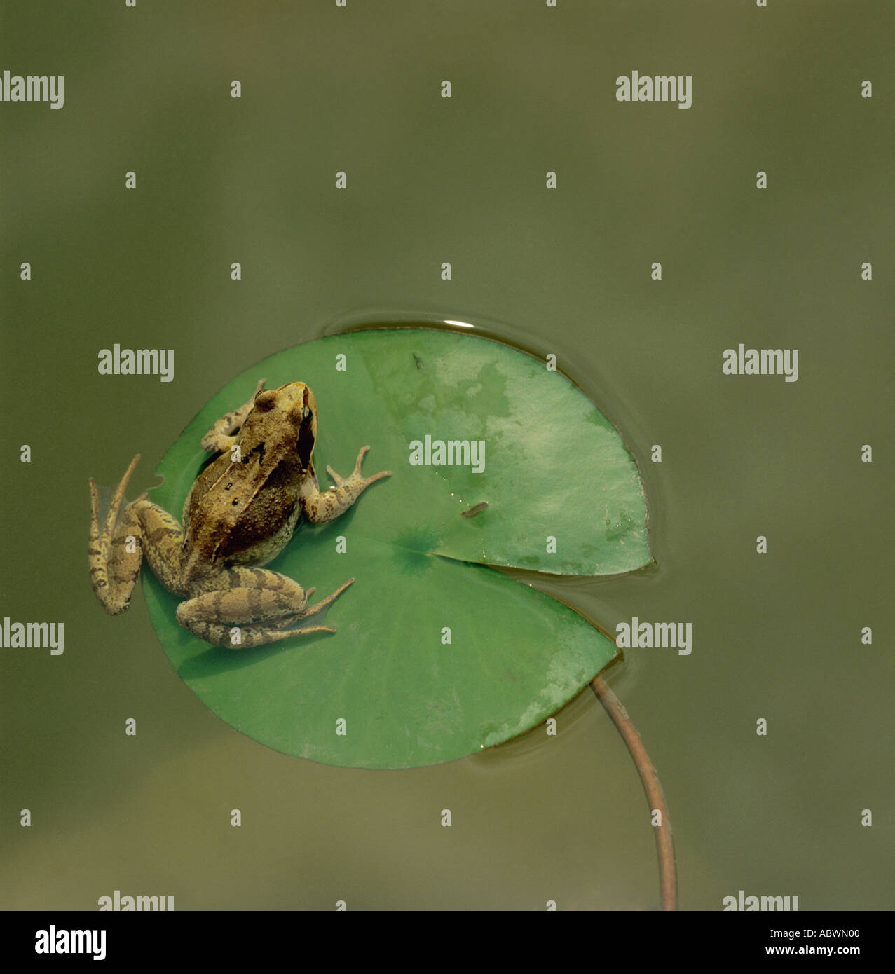 Frog rests on lily pad in garden pond Stock Photo