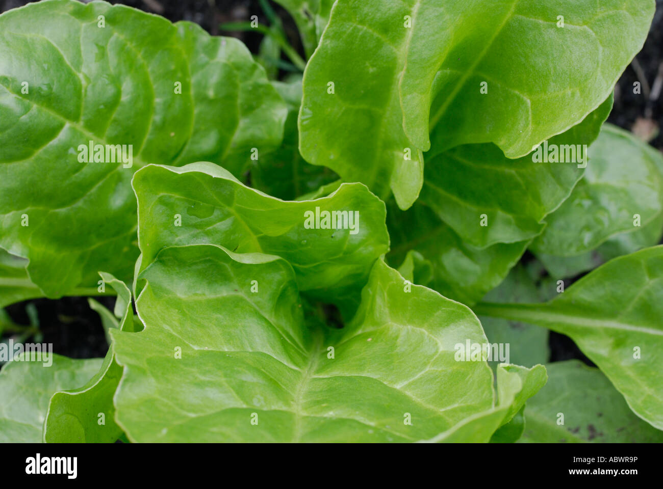 Spinach beet hires stock photography and images Alamy