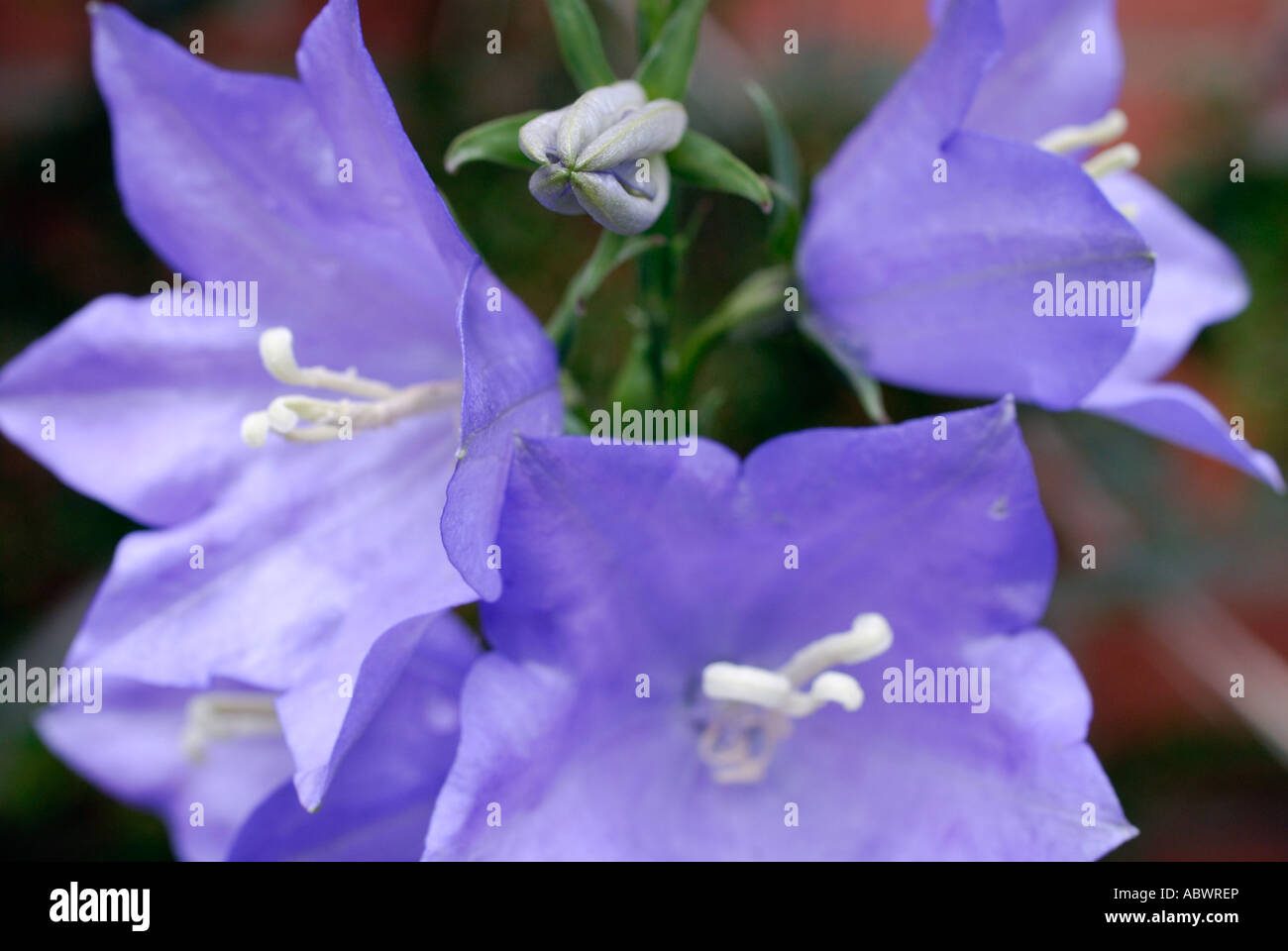 Canterbury Bell Stock Photo - Alamy
