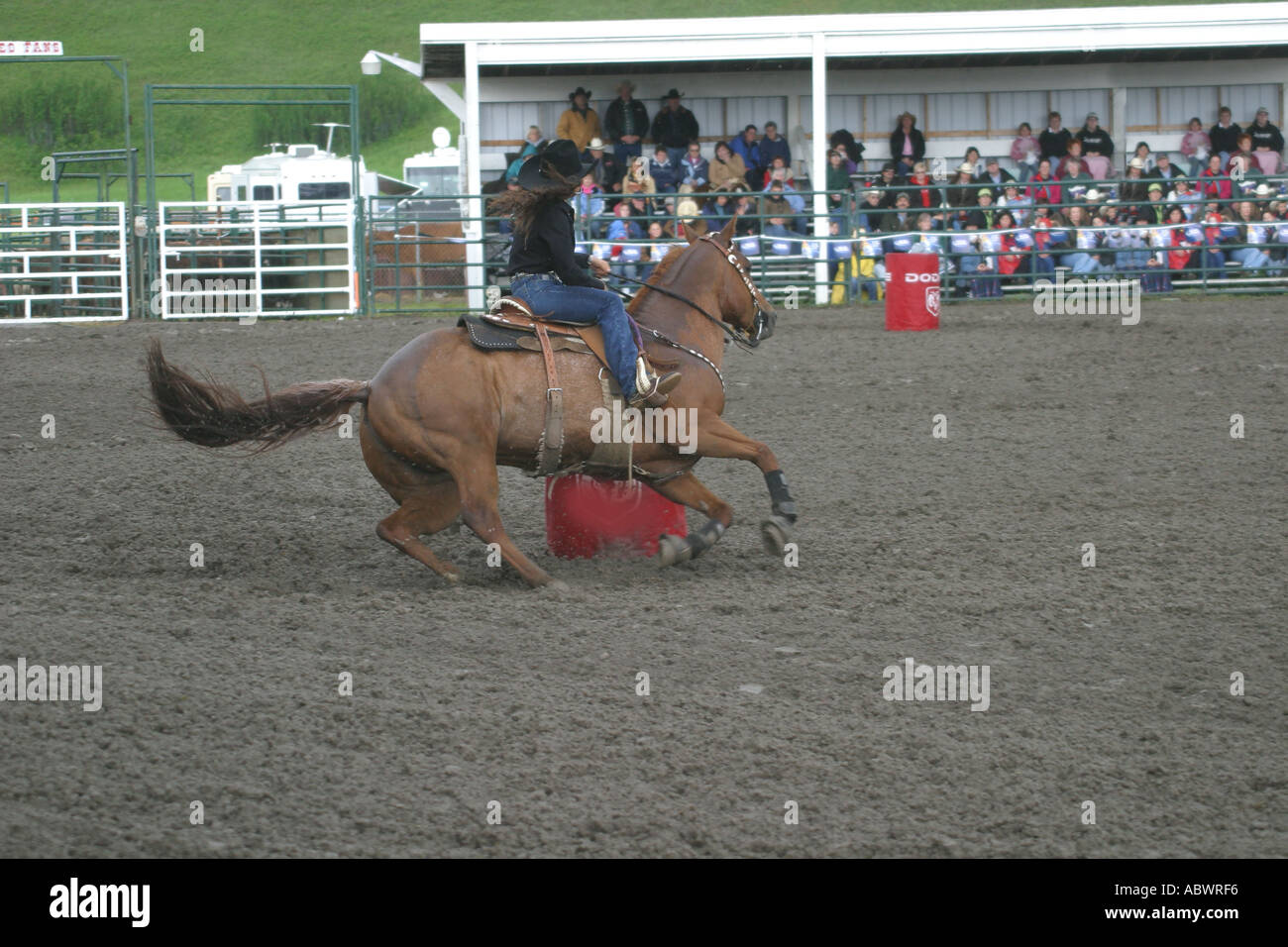 Rodeo Calgary Stampede Alberta Canada Barrel racing horse rider compete