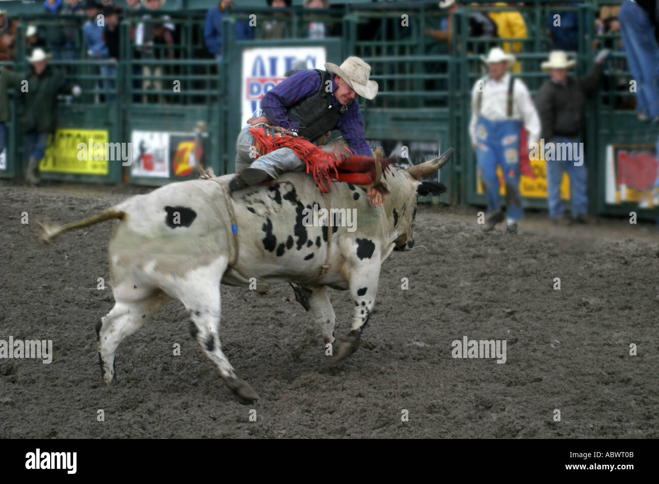 Bull busting hi-res stock photography and images - Alamy