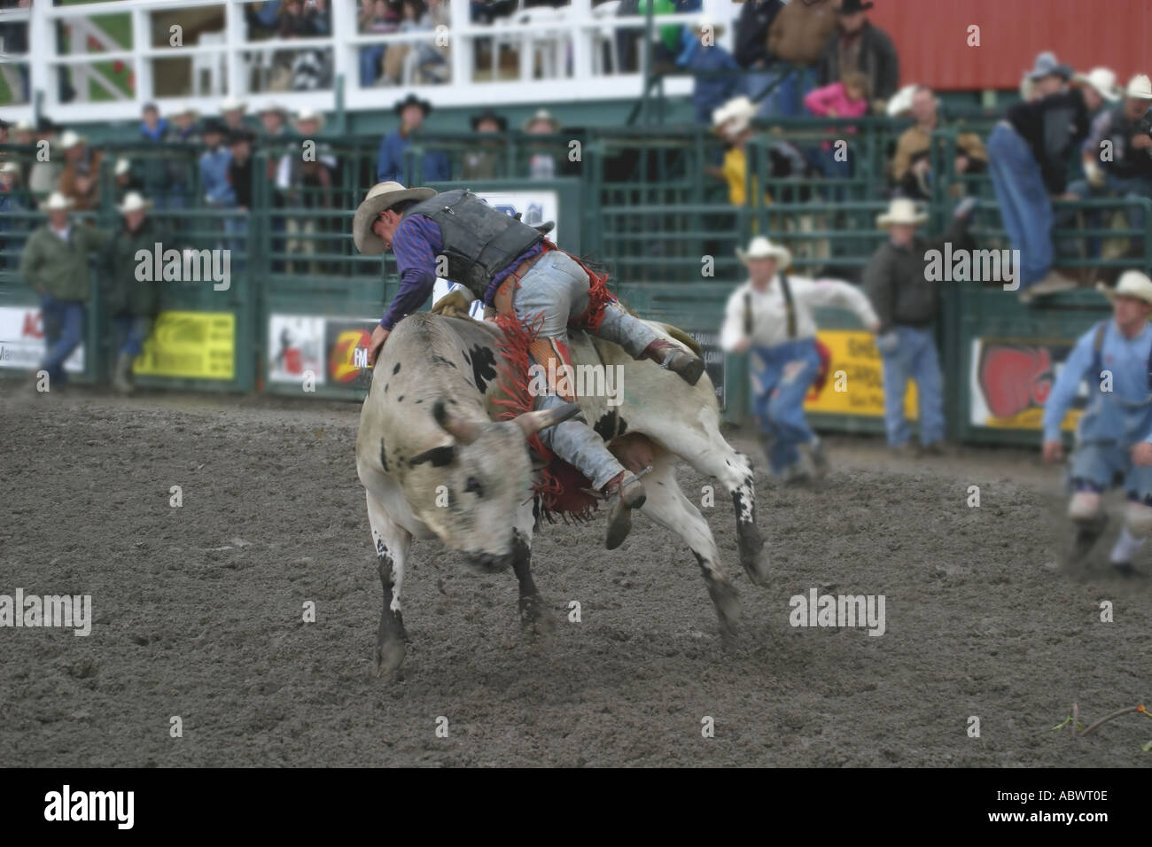 Bull busting hi-res stock photography and images - Alamy