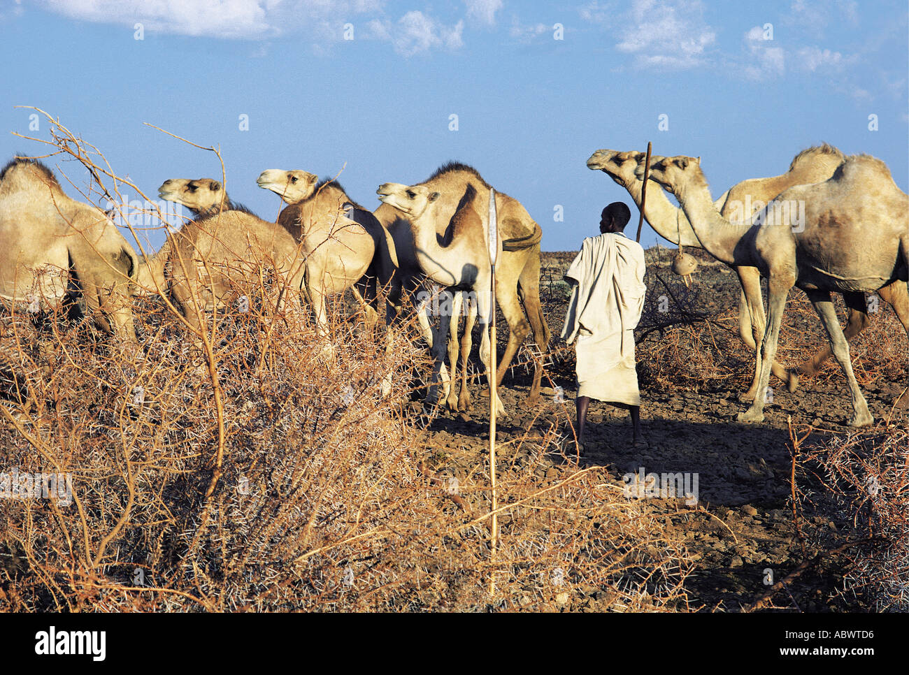 Gabbra youth with his camels preparing to leave his settlement to search for browse for the camels Stock Photo
