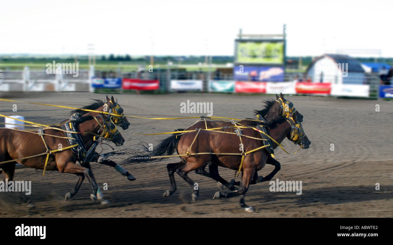 Rodeo Alberta Canada Chuck wagon race racing Stock Photo - Alamy