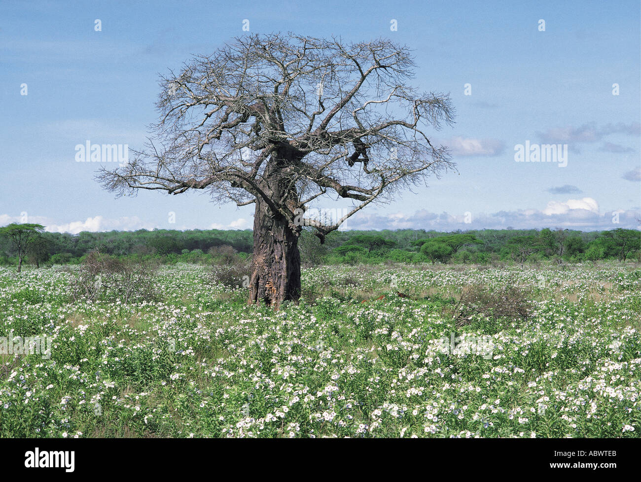 Baobab tree without leaves at the end of the dry season Stock Photo