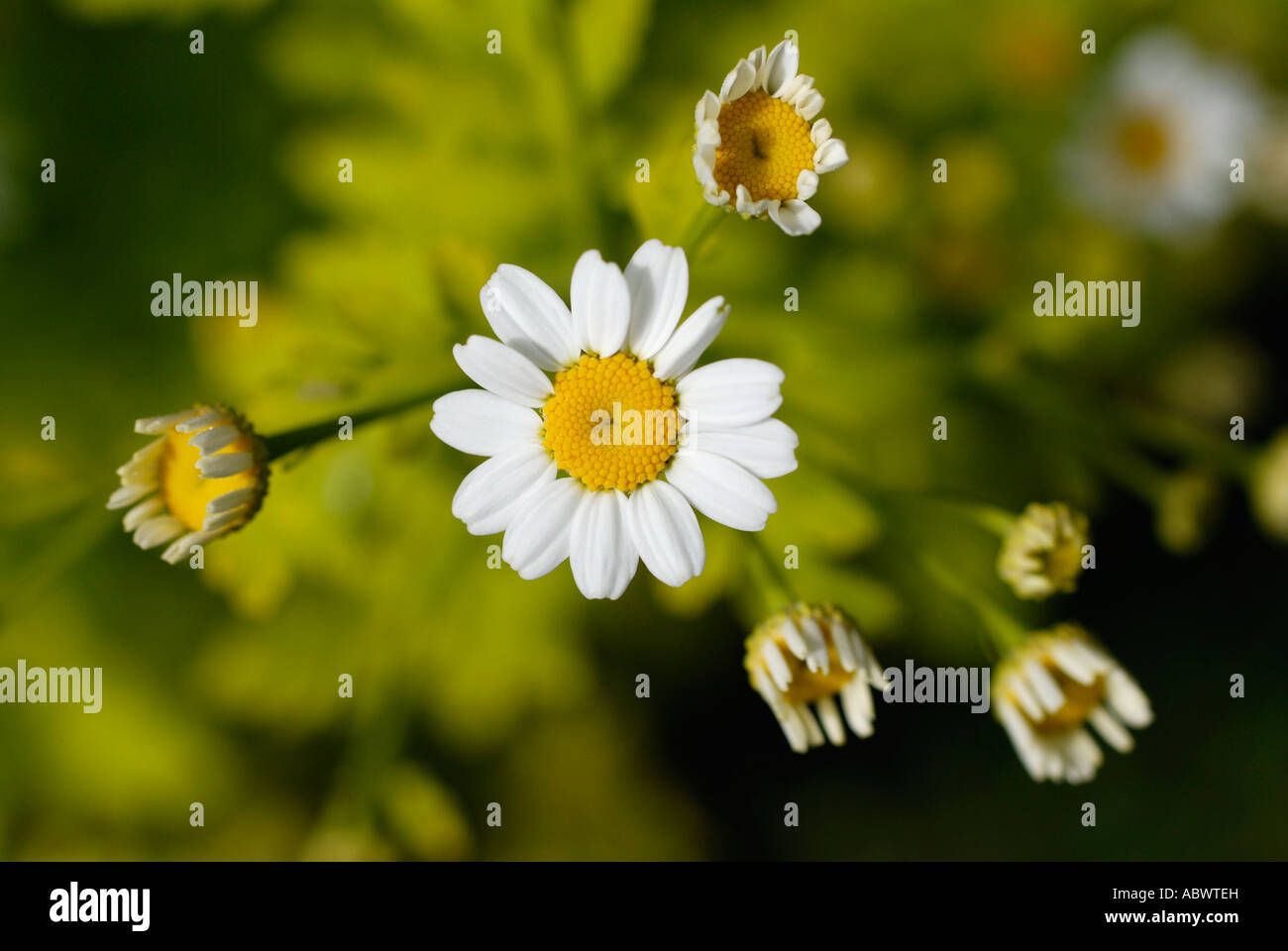 Feverfew Stock Photo