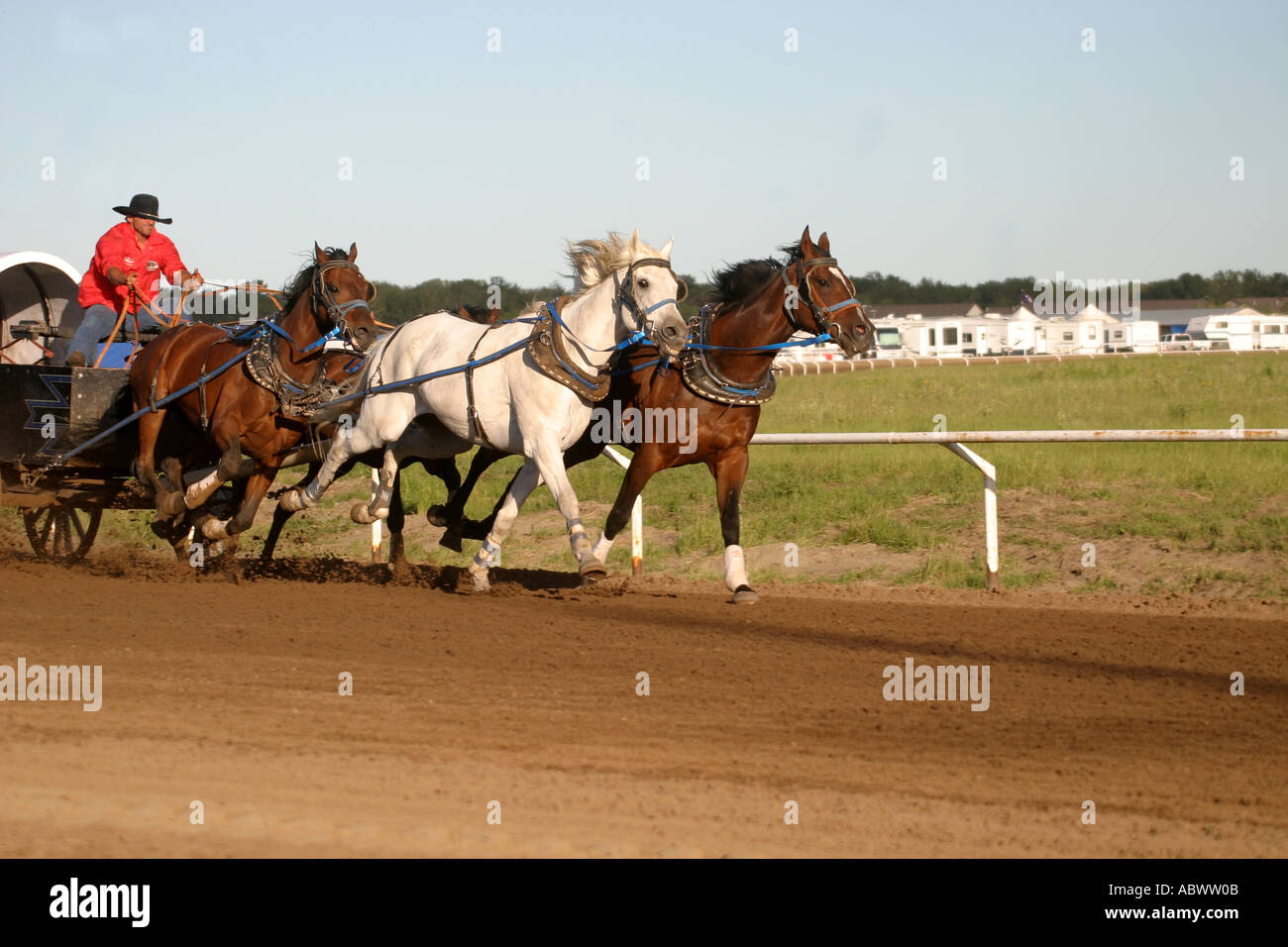 Rodeo Alberta Canada Chuck wagon race racing Stock Photo - Alamy