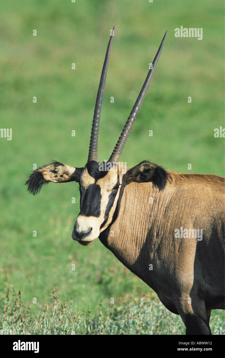 Portrait of Fringe eared Oryx Salt Lick Sanctuary near Tsavo West National Park Kenya Stock Photo