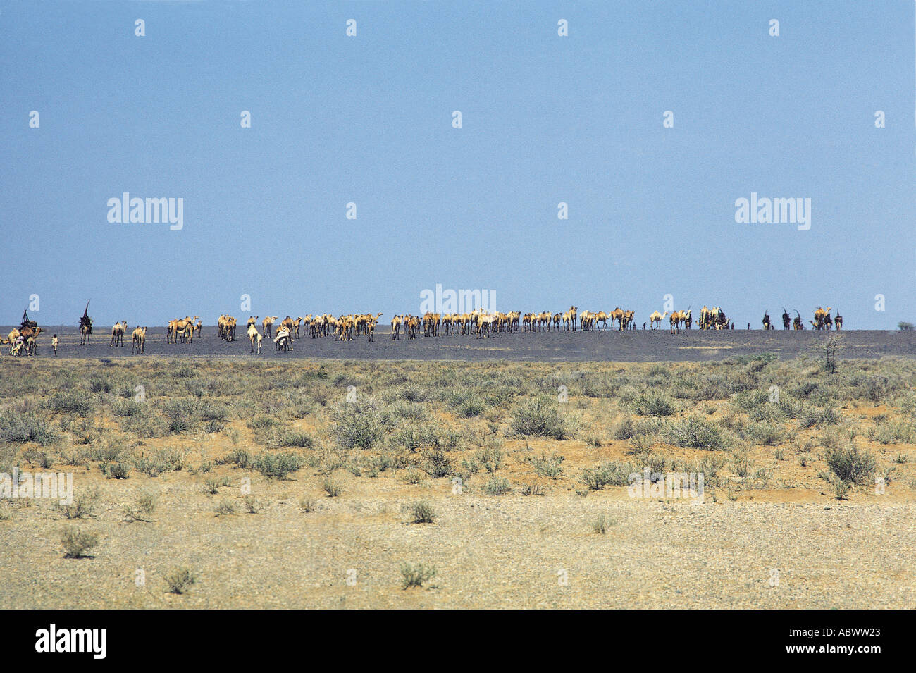 Gabbra people with their camels during migration Stock Photo