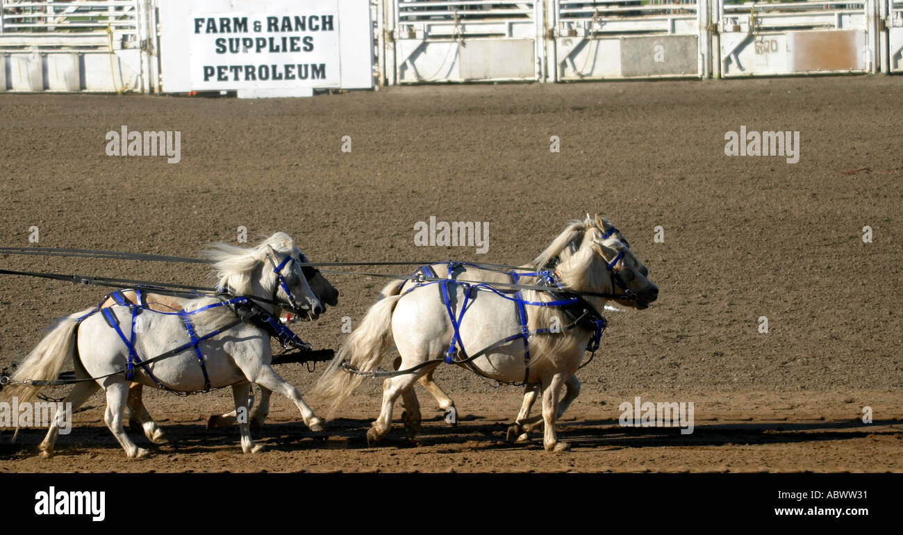 Mini Chucks Alberta Canada Chuck wagon race racing Stock Photo - Alamy