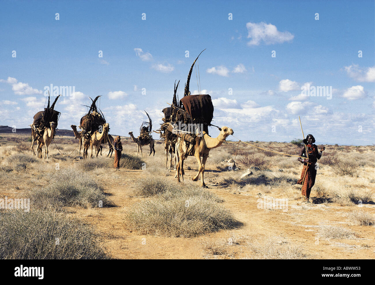 Gabbra woman leading a chain of camels during migration Stock Photo