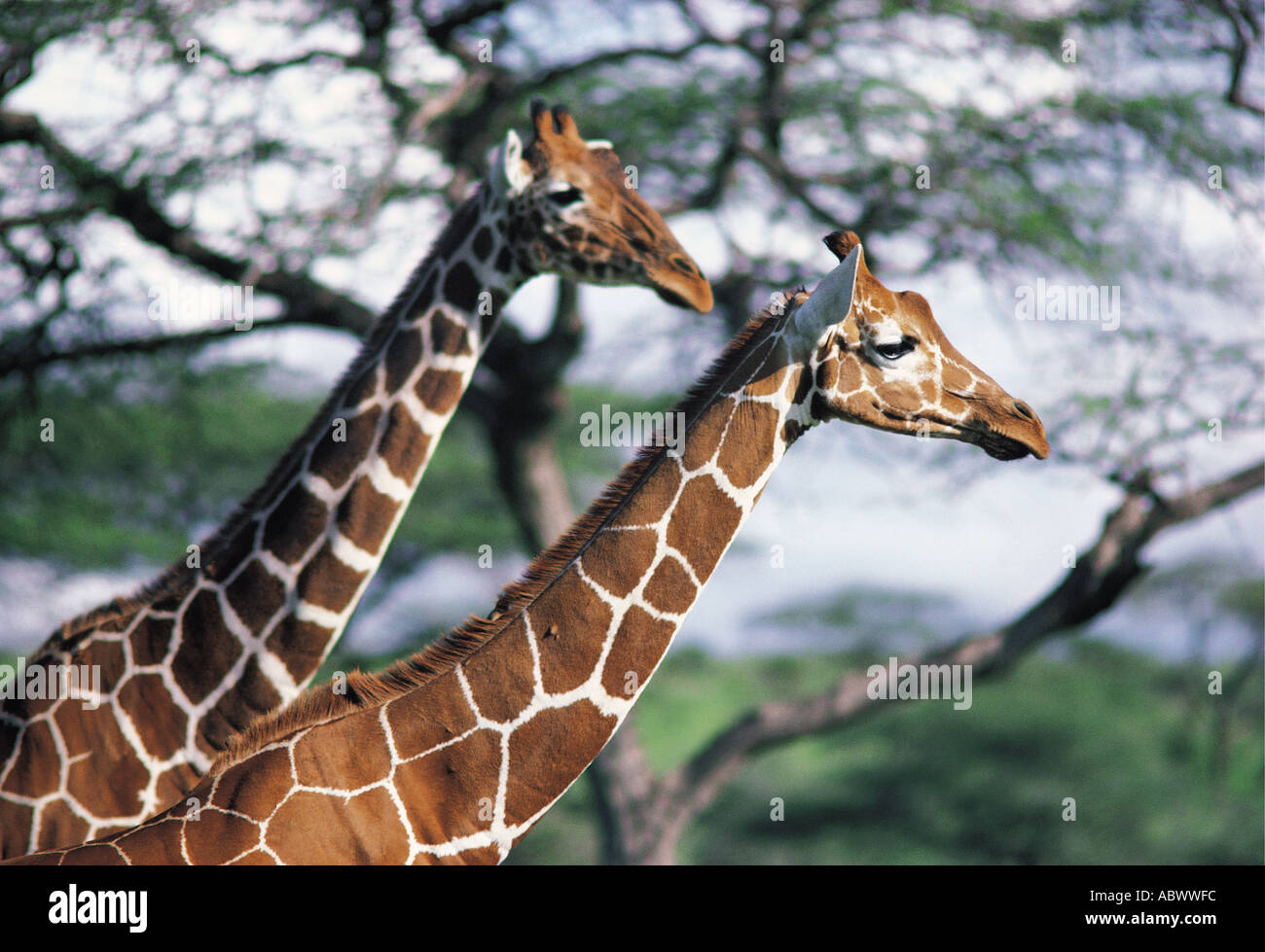 Portait of the heads and necks of two Reticulated Giraffe in Samburu National Reserve Kenya East Africa Stock Photo