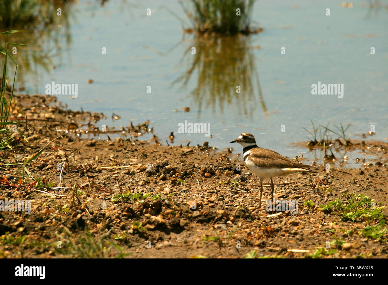 Birds of North America Killdeer, charadrius vociferous Stock Photo - Alamy