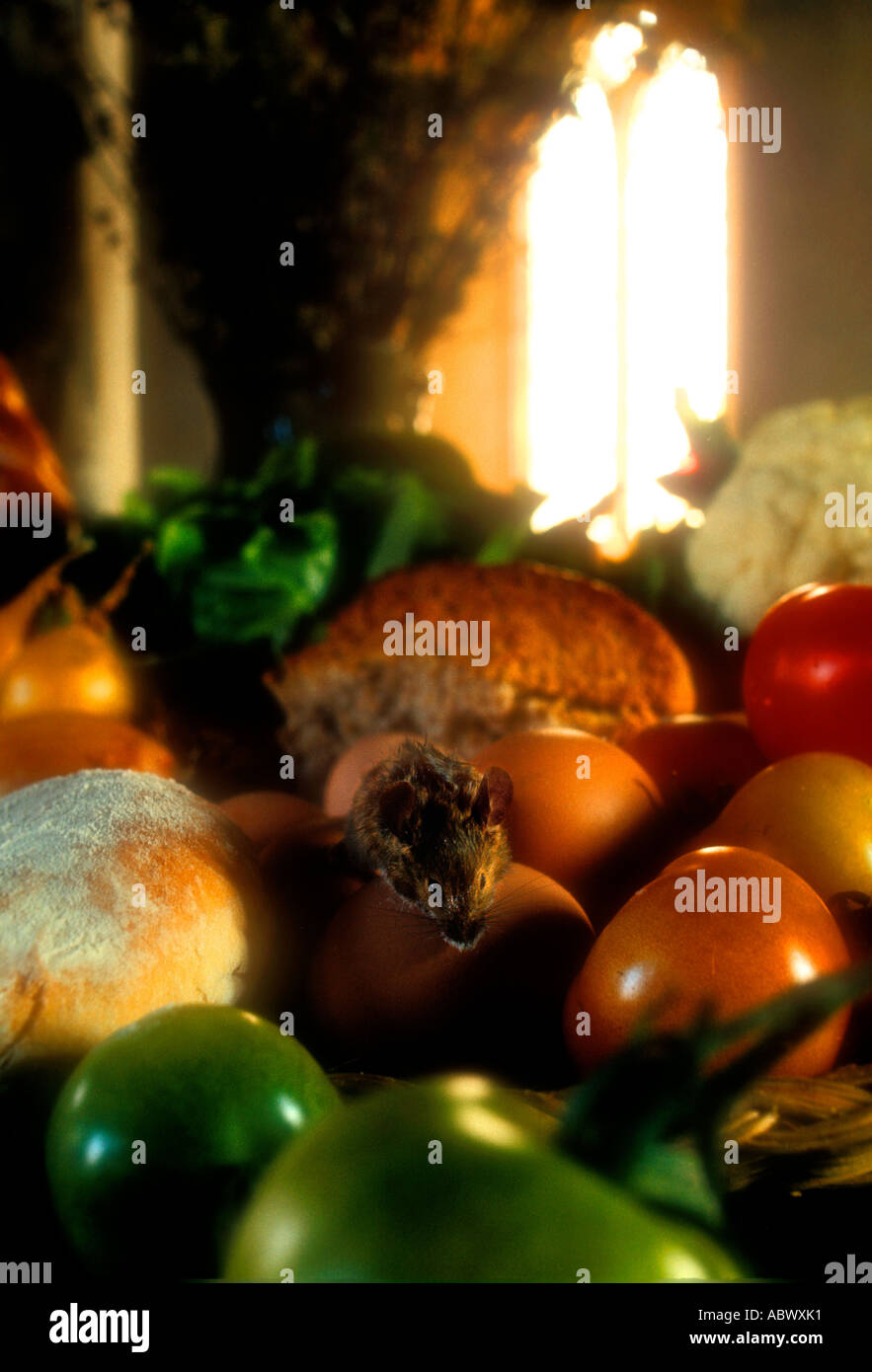 A Harvest Mouse on a Church Display for Harvest Festival. UK Stock Photo