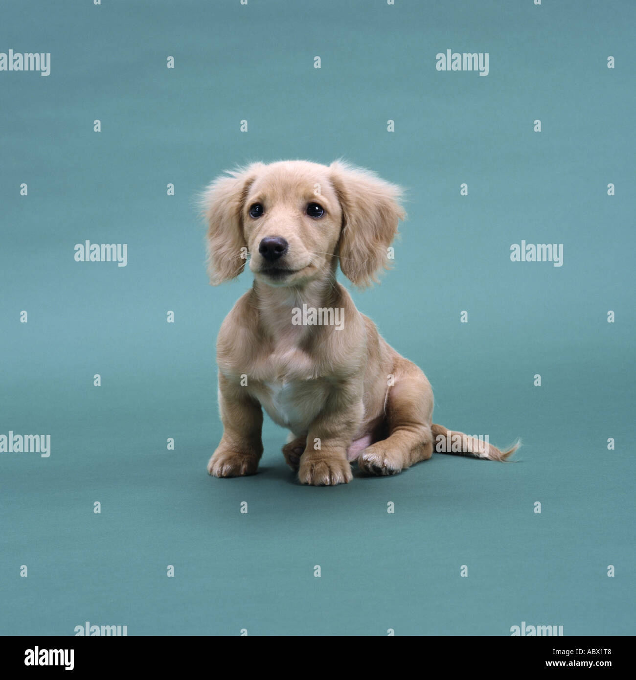 A beige small dachshund sitting Stock Photo - Alamy