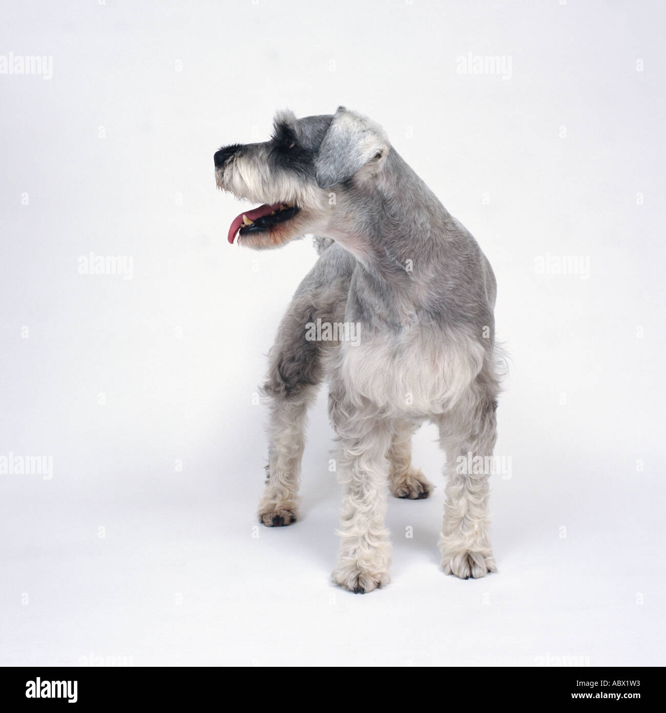 wire haired schnauzer