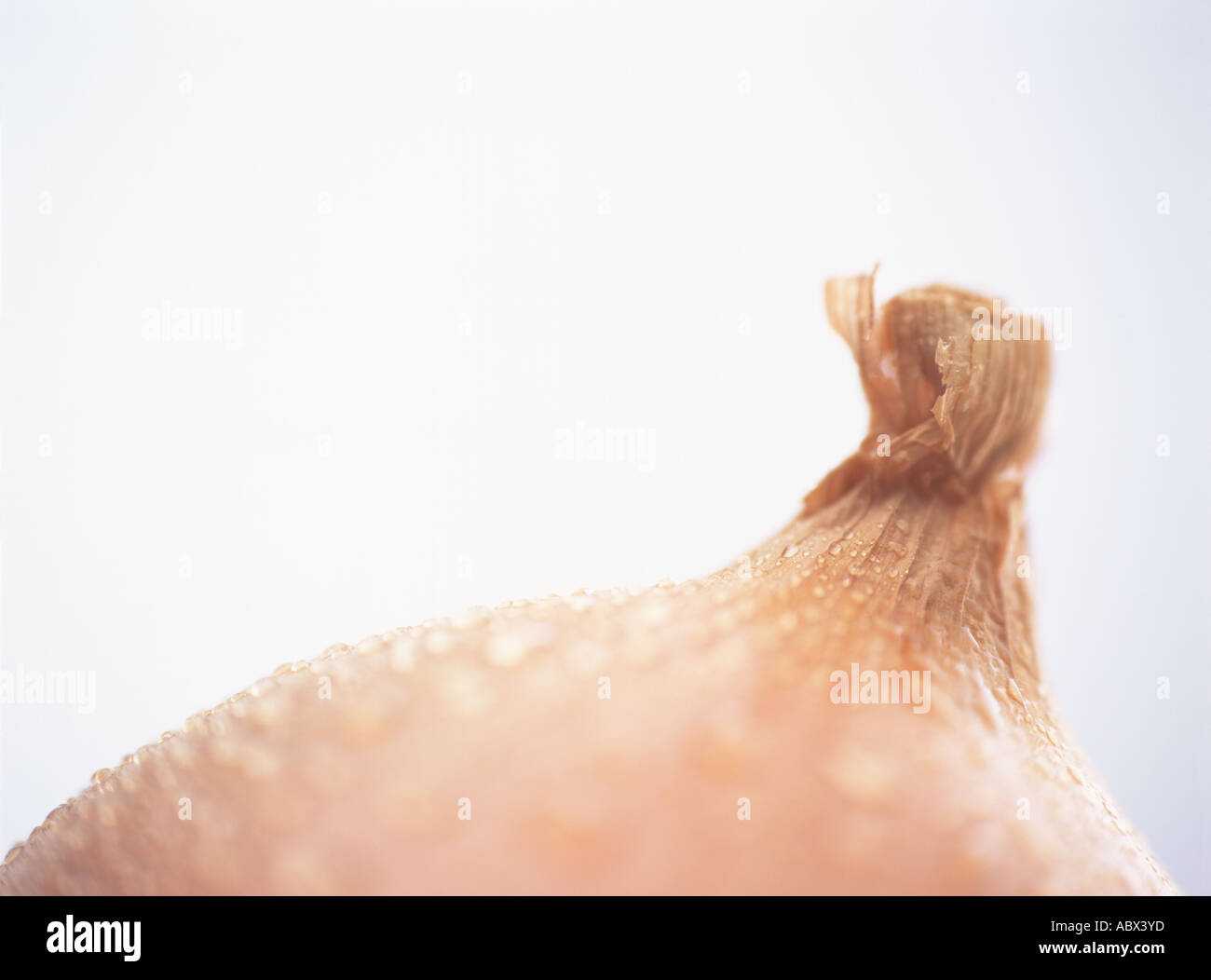 Onion close up hi-res stock photography and images - Alamy