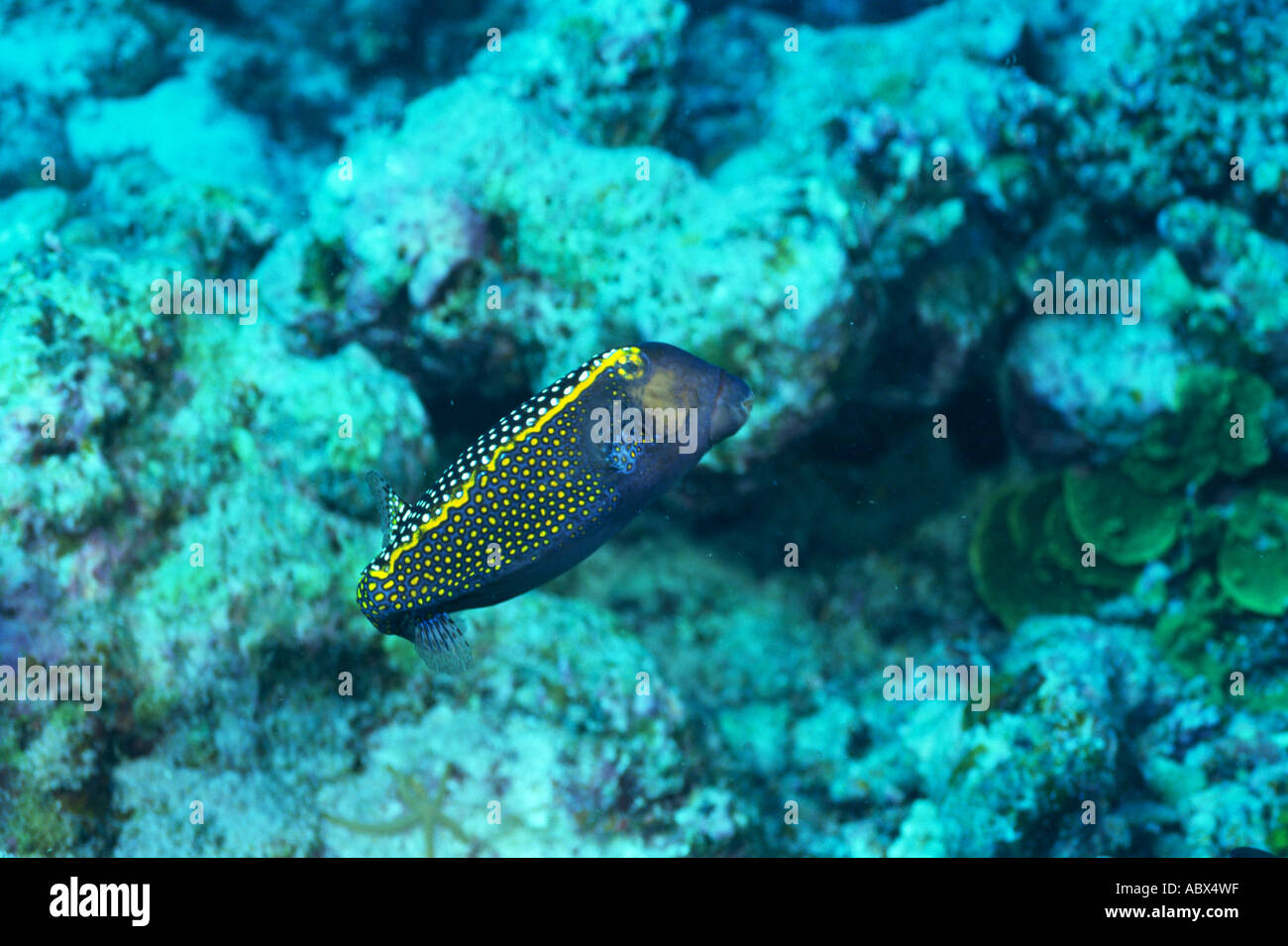 Side view of a white spotted boxfish Okinawa Japan Stock Photo