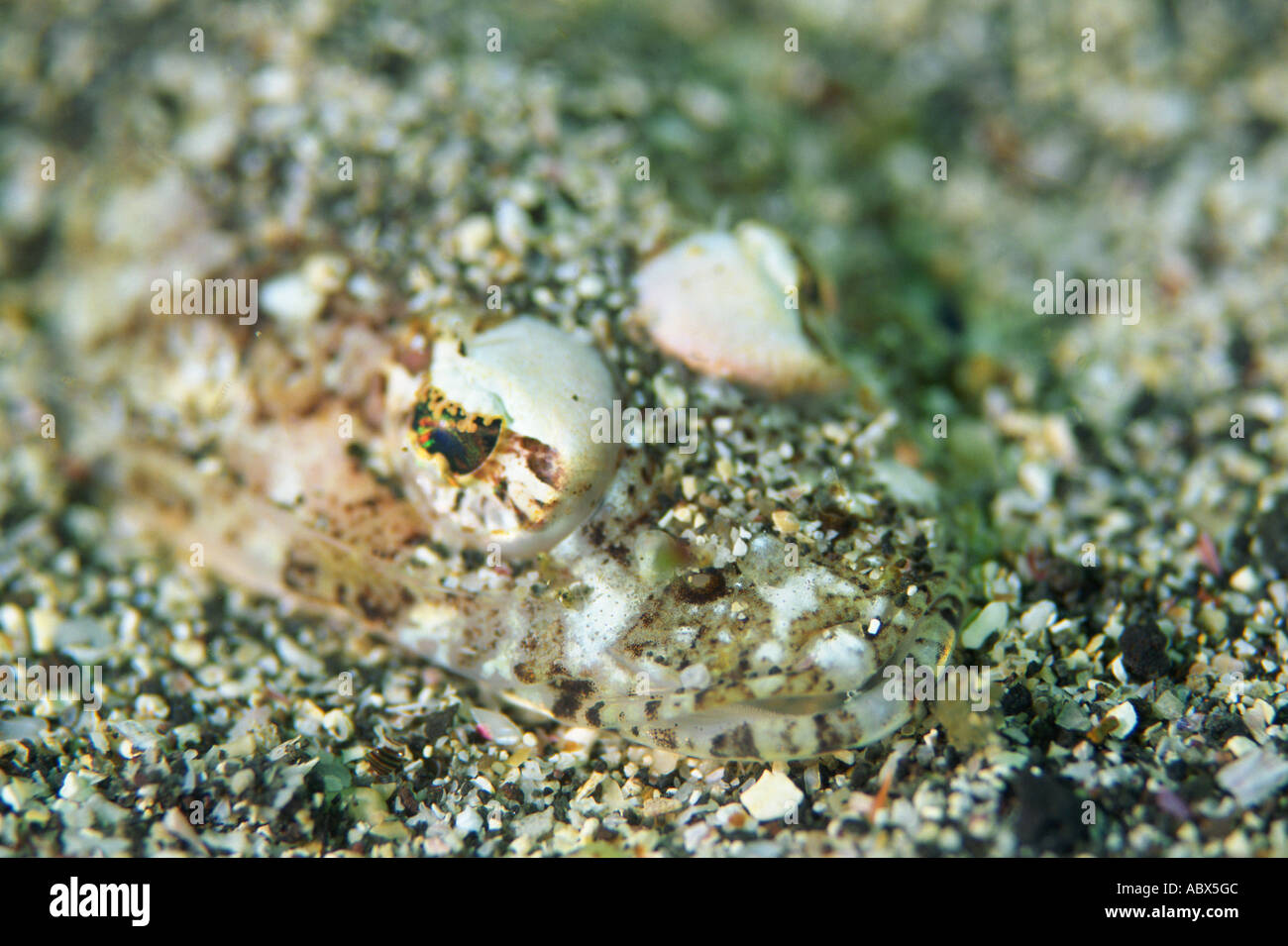 Close up of a sandsmelt Harlequin fish Shizuoka Japan Stock Photo