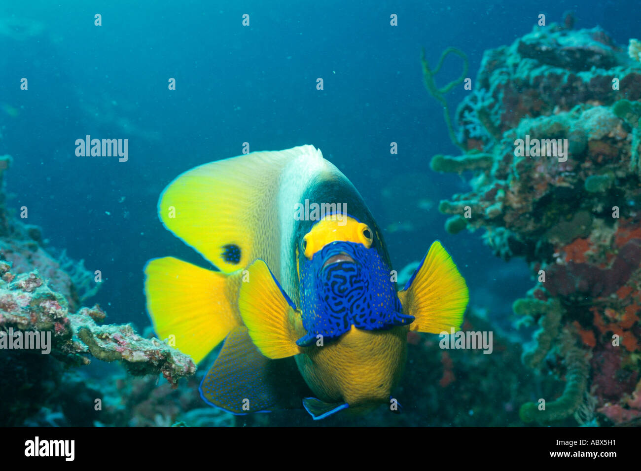 Front view of a blue face angelfish Maldives Stock Photo