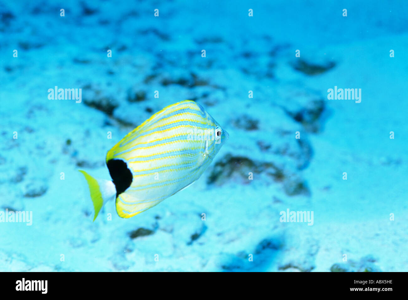 Share your Info on striped butterfly fish Confirm. All Info on striped butterfly fish magnificent