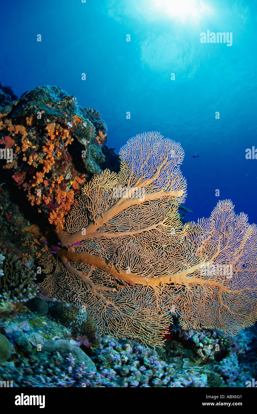 Coral flower in Maldives Stock Photo - Alamy