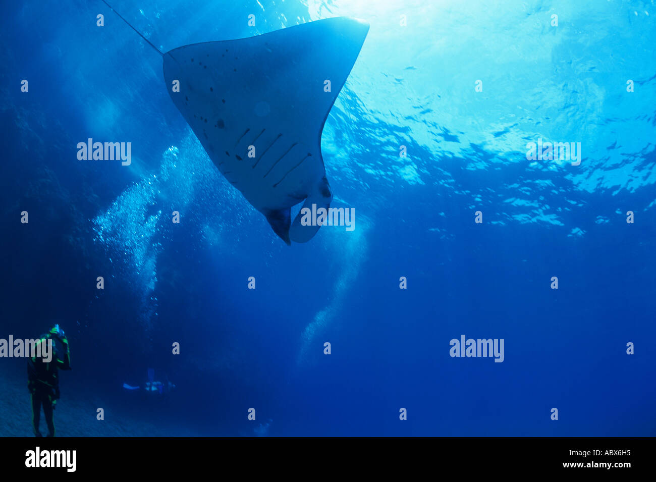 Low angle view of a manta ray swimming underwater Okinawa Japan Stock