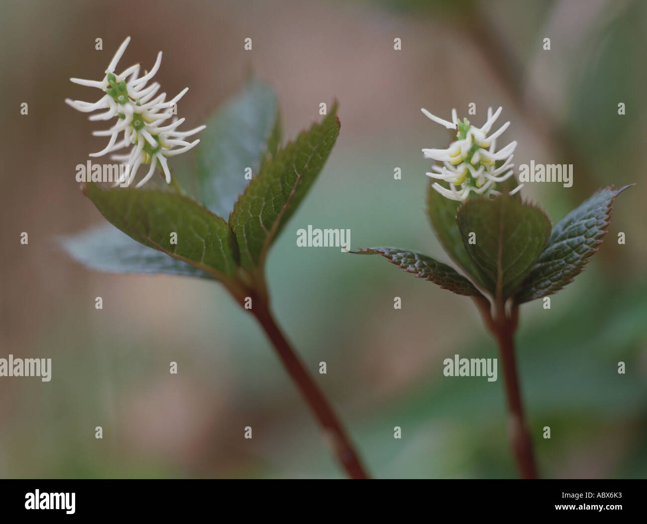 Close up of white flower chloranthus japonicus Stock Photo