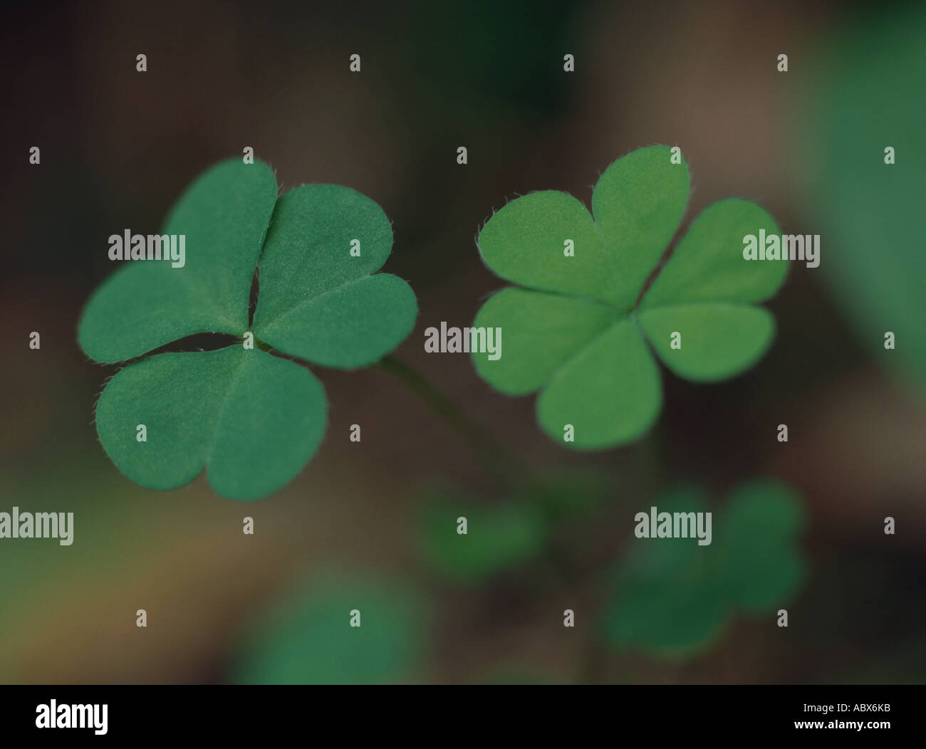 Green leaves of oxalis close up Stock Photo