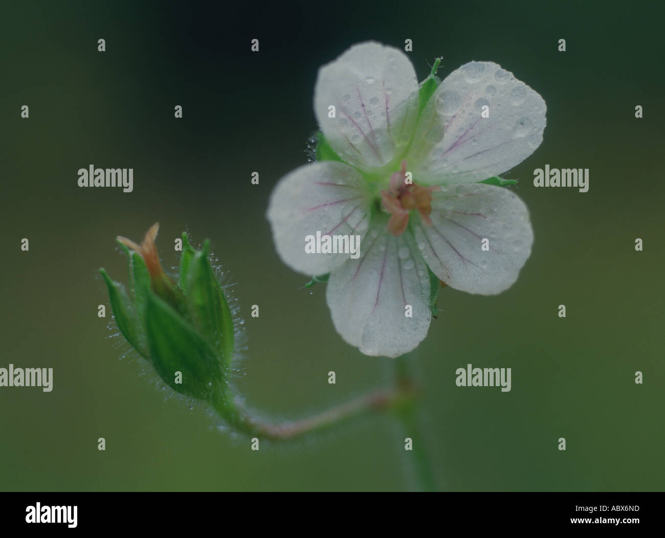 Nepalense hi-res stock photography and images - Alamy