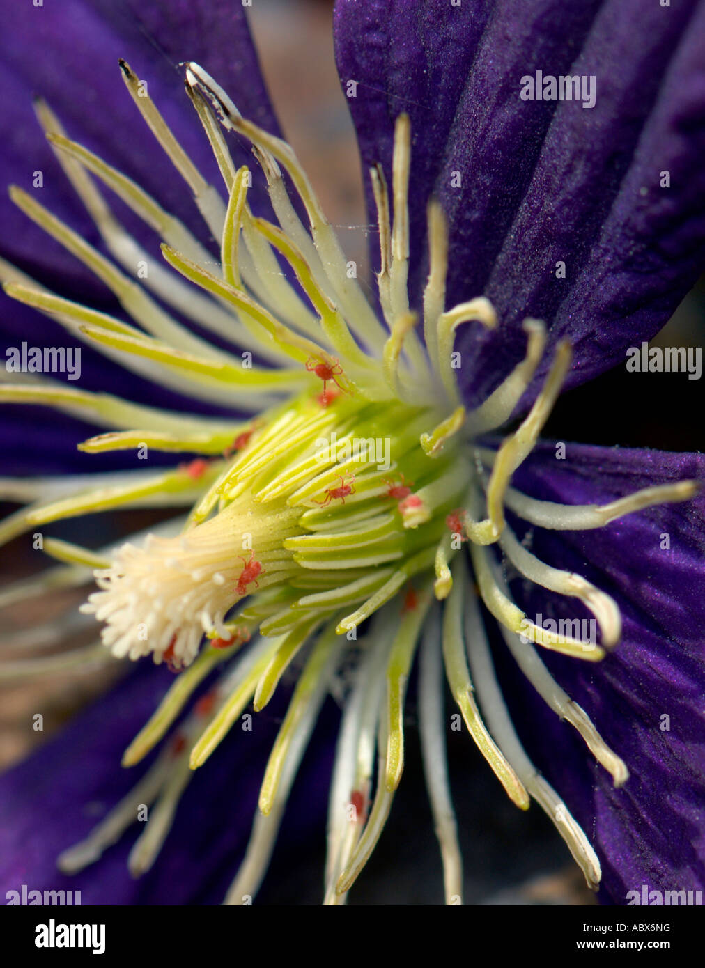 Spider Mites attacking a Clematis flower. Oklahoma, USA. Stock Photo