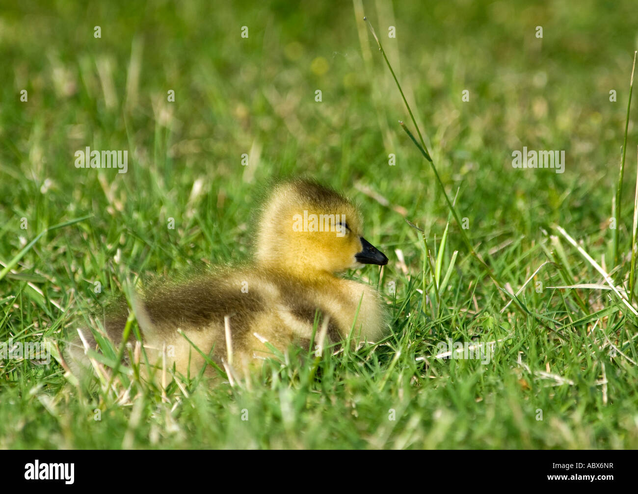 Canada Goose gosling, Branta canadensis, Sleeping. Closeup, Oklahoma, USA. Stock Photo