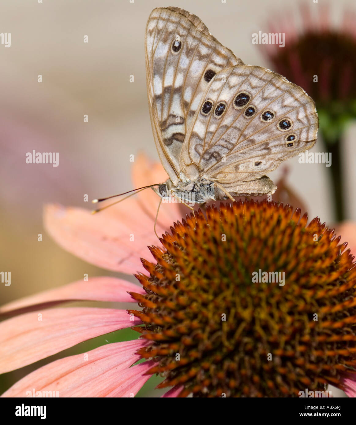 Hackberry Emperor Butterfly, Asterocampa celtis, on a Coneflower, echinacea. Oklahoma, USA. Stock Photo