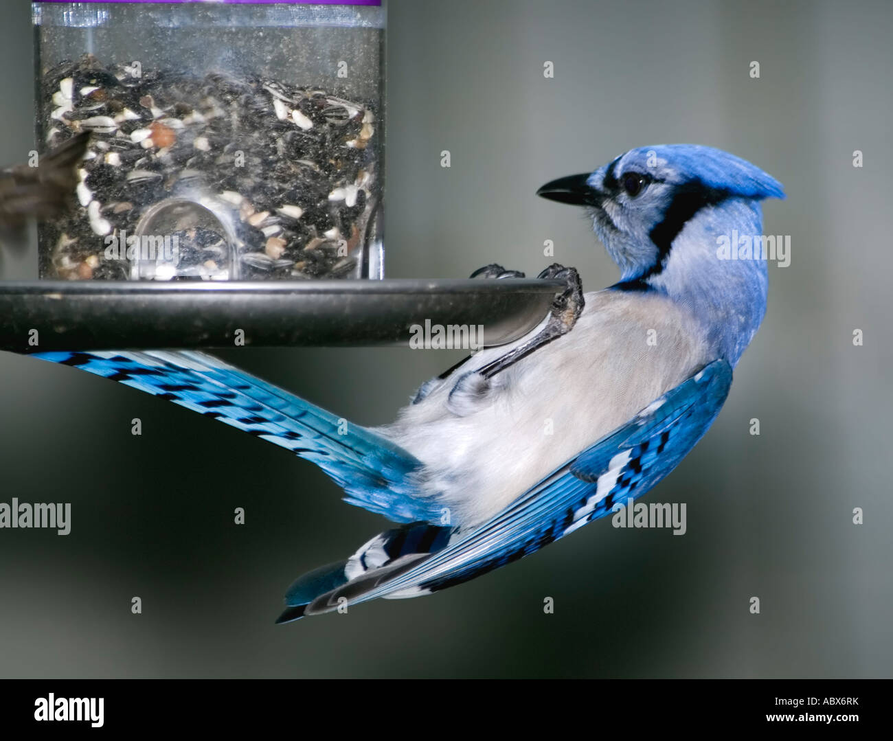 Funny Blue Jay (Cyanocitta cristata) hangs precariously on a bird