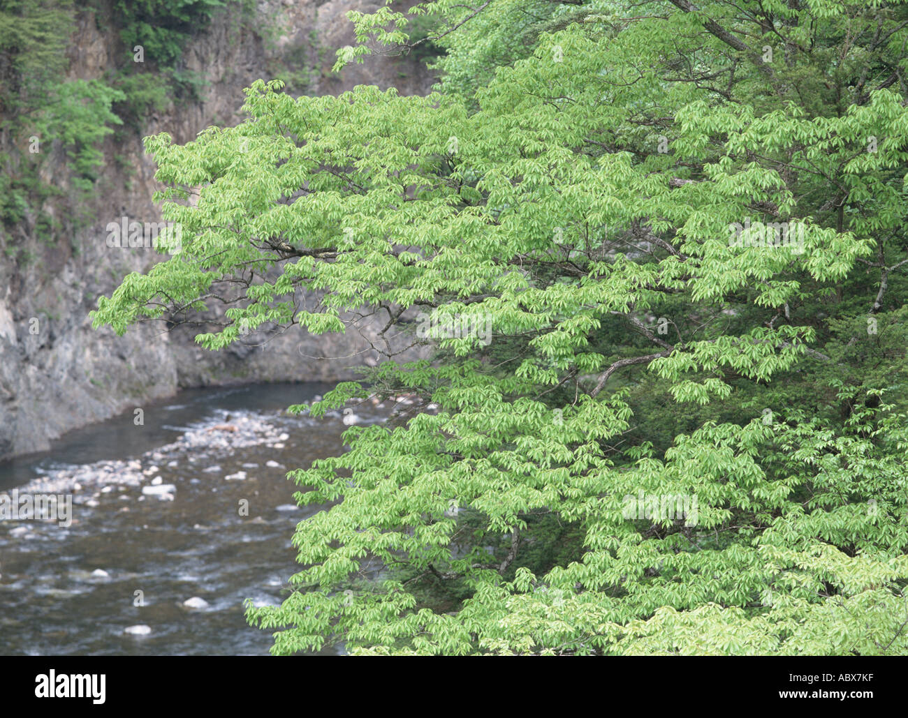 River in mountain Stock Photo