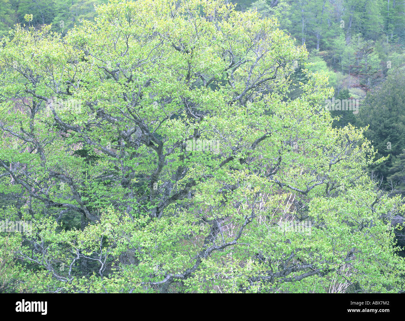 Japanese Beech Tree Stock Photo