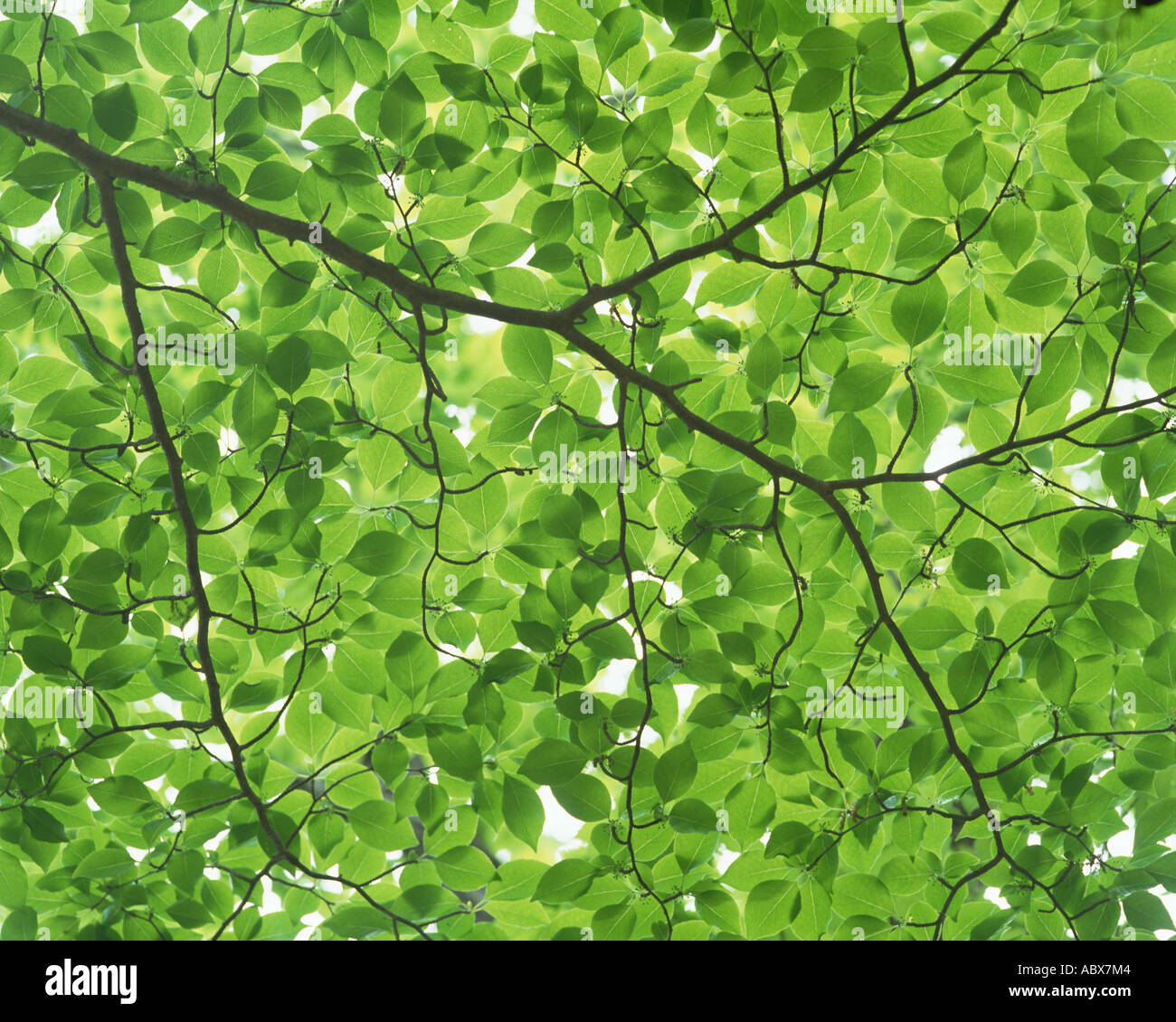Tree canopy Stock Photo