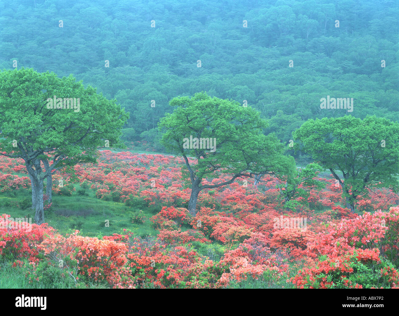 Azalea tree forest hi-res stock photography and images - Alamy