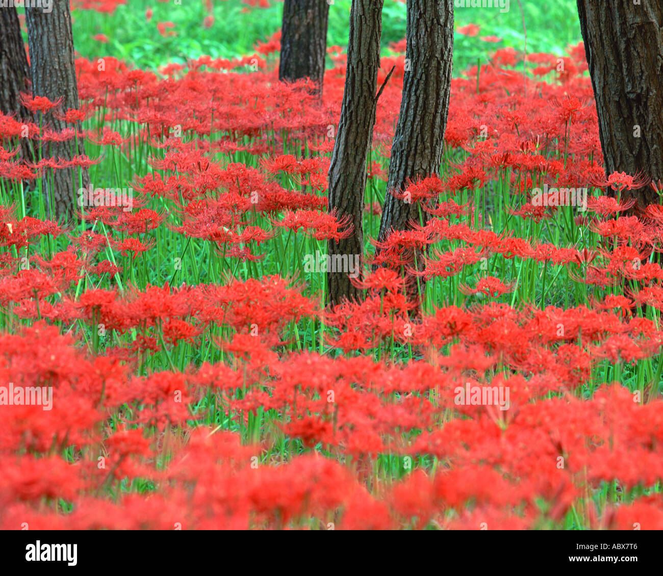 Cluster amaryllis hi-res stock photography and images - Alamy