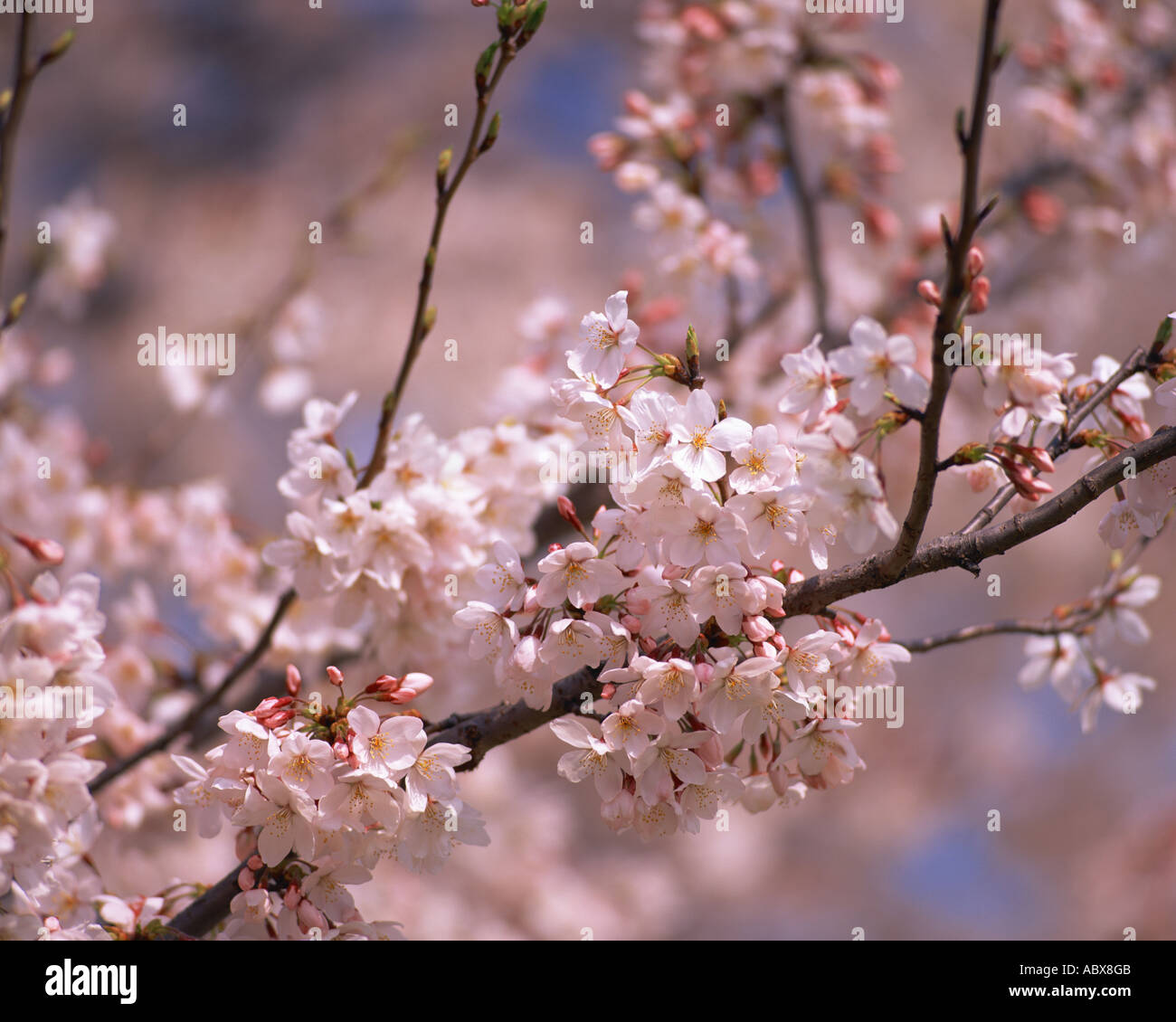 Blooming cherry tree spring hi-res stock photography and images - Alamy